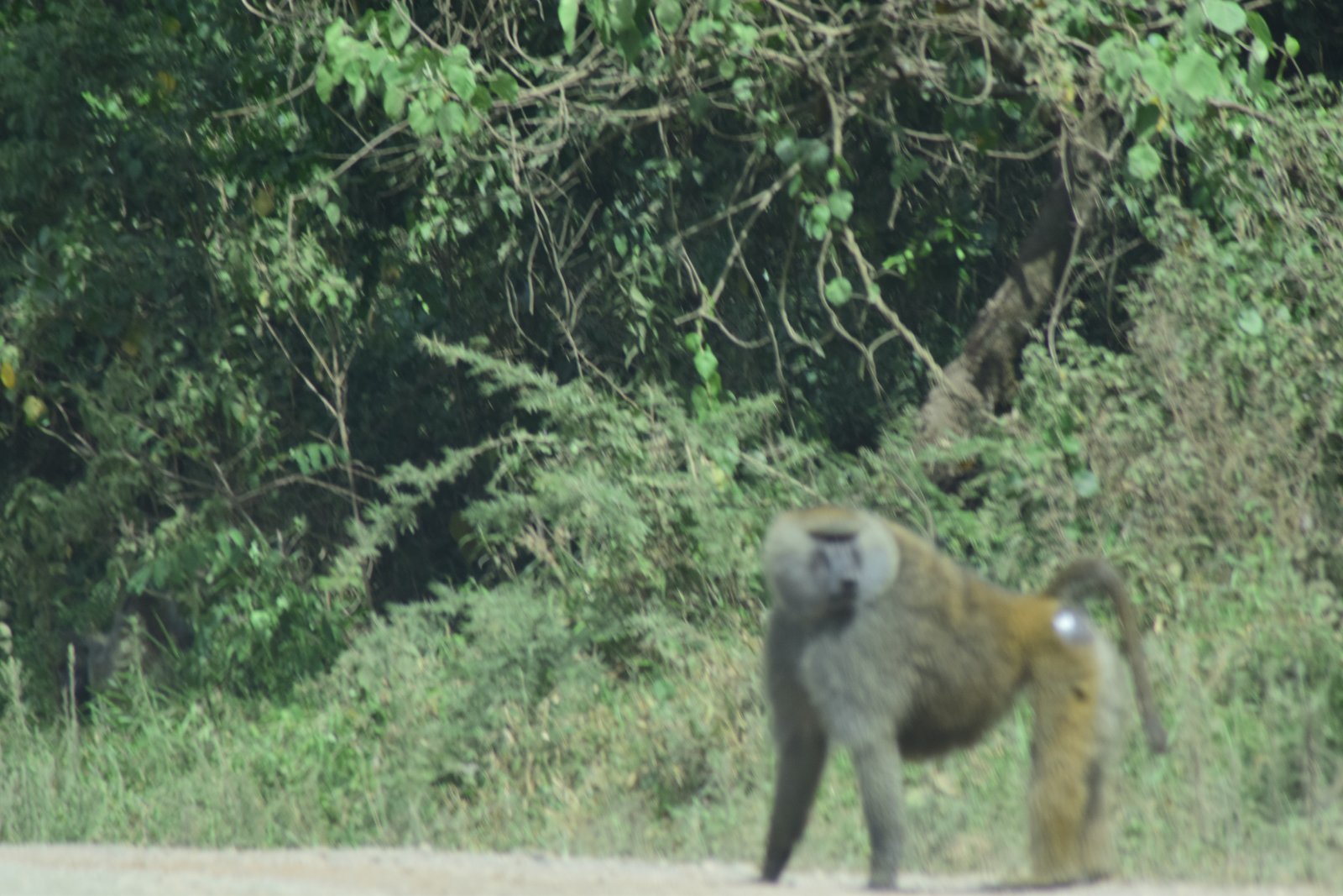 Wildlife on Meru